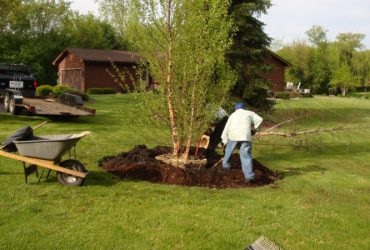 Tree / Site Work